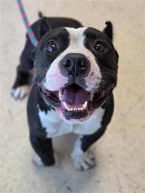 Adoptable Dog