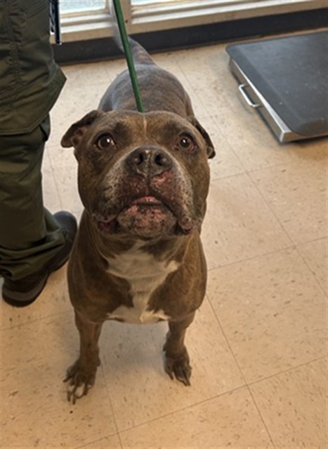 Adoptable Dog