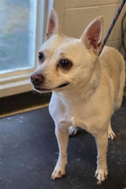 Adoptable Dog