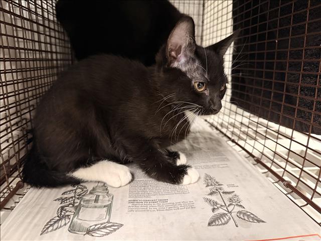 Adoptable Cat