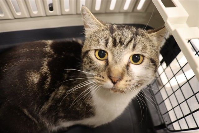 Adoptable Cat