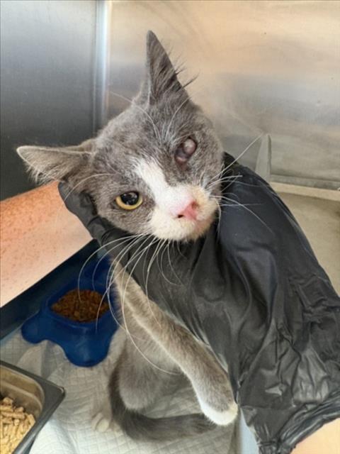 Adoptable Cat