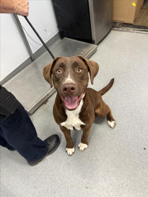 Adoptable Dog