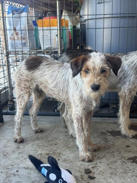 Adoptable Dog