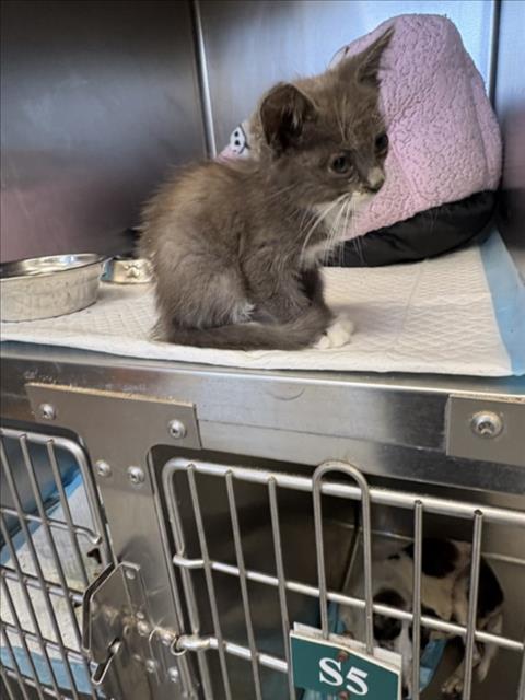 Adoptable Cat