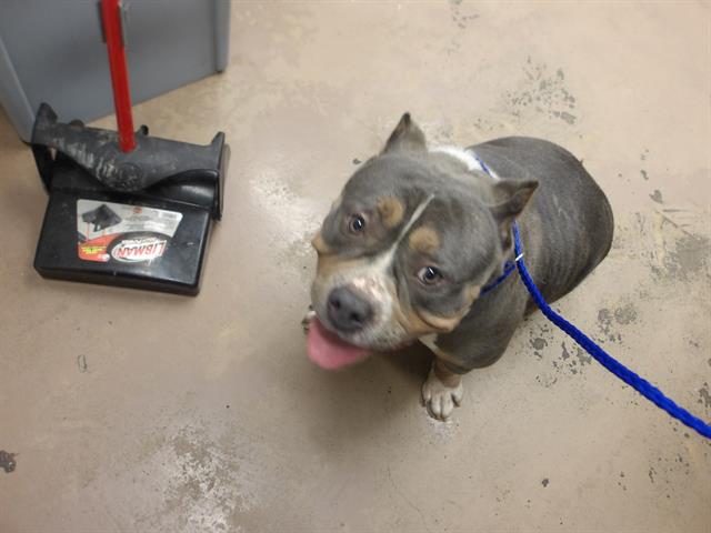 Adoptable Dog