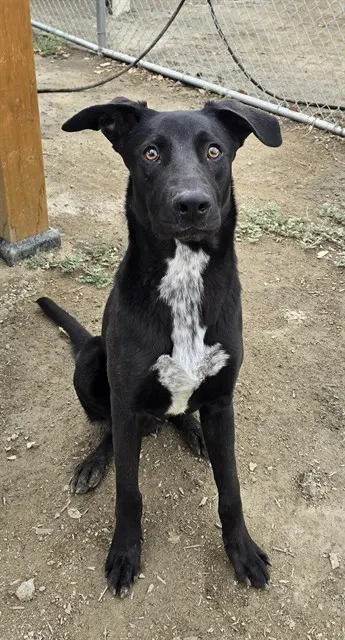 Odin