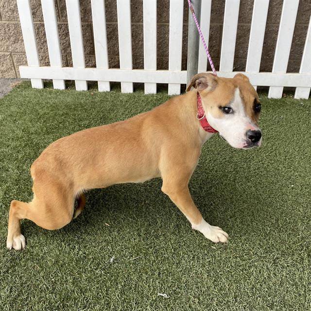 Adoptable Dog