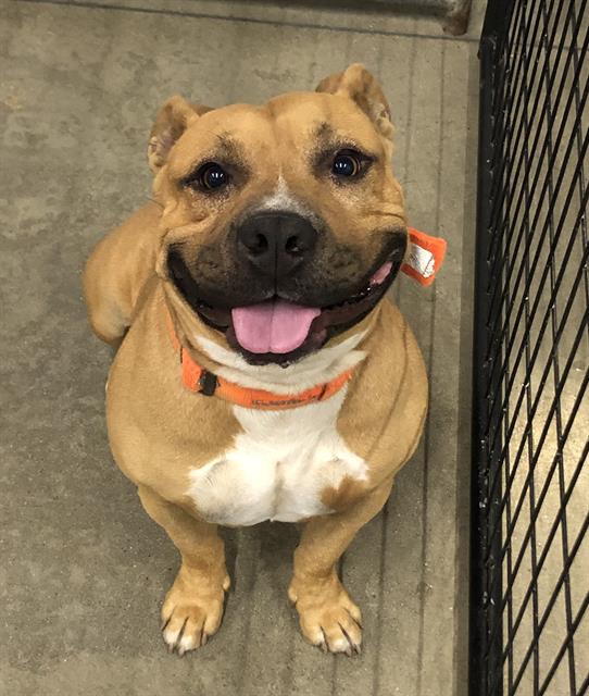 Adoptable Dog