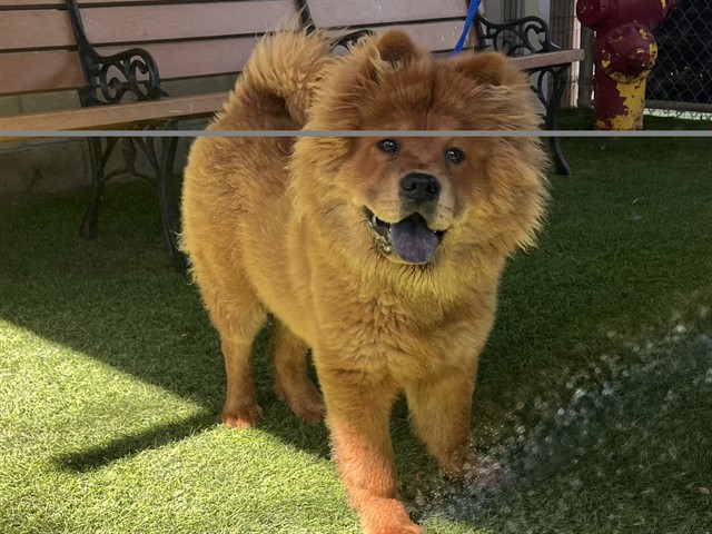 Adoptable Dog