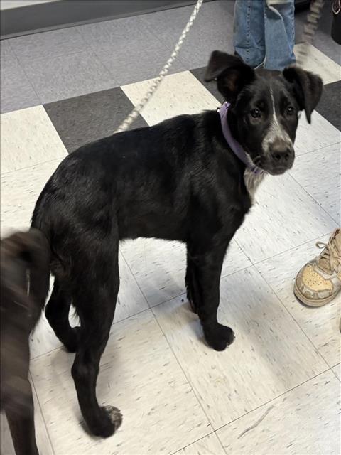 Adoptable Dog