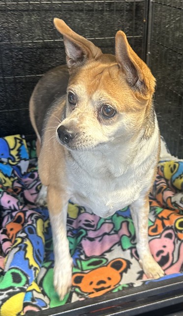 Lucy