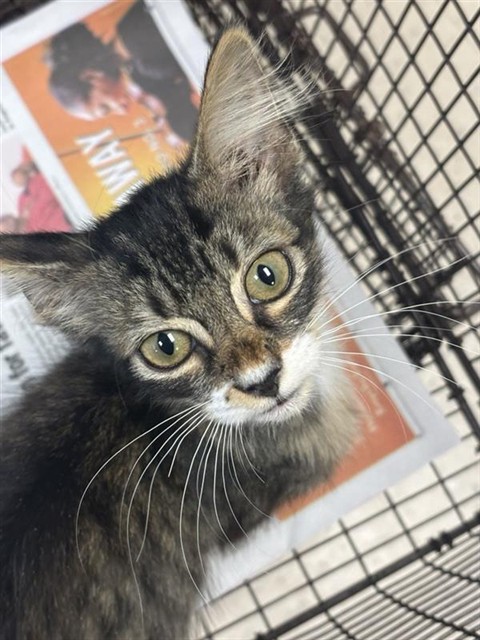 Adoptable Cat