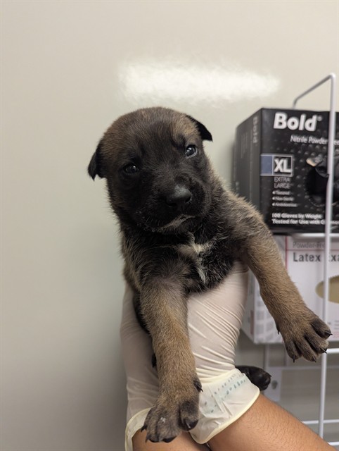 Koda - Adoption Pending
