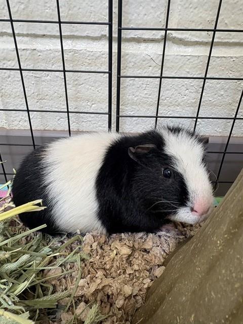 Kiko