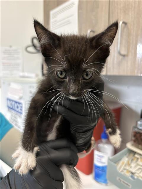Adoptable Cat