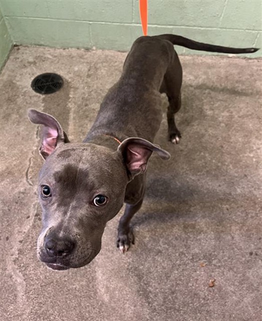 Adoptable Dog