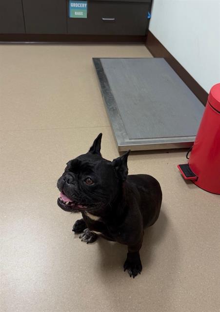 Adoptable Dog