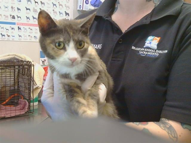 Adoptable Cat