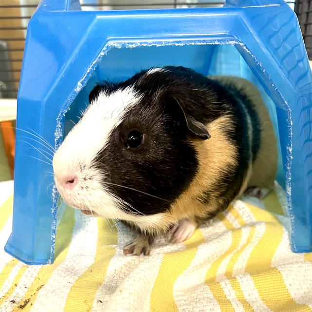 Finnegan