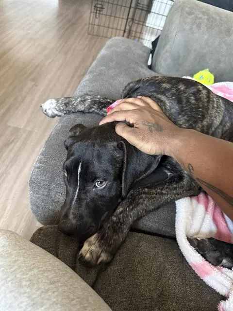 Bella