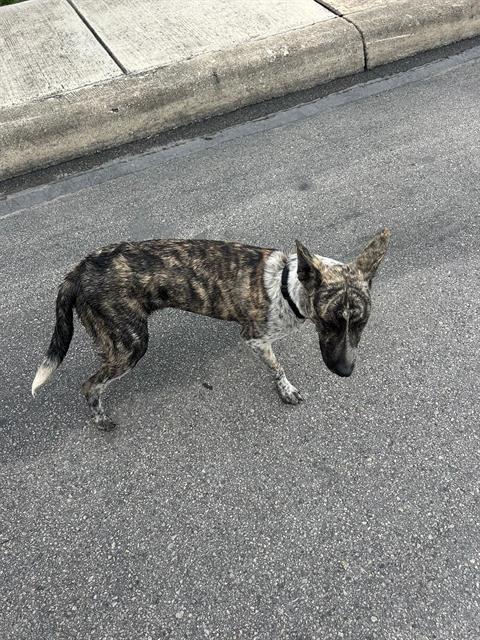Roscoe