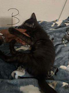 Gordo