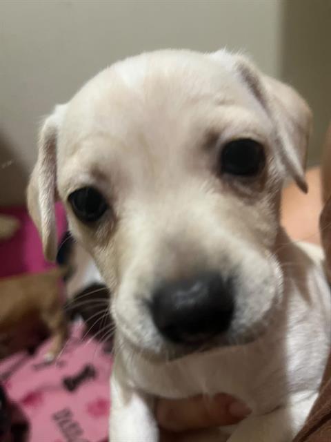 Snoopy