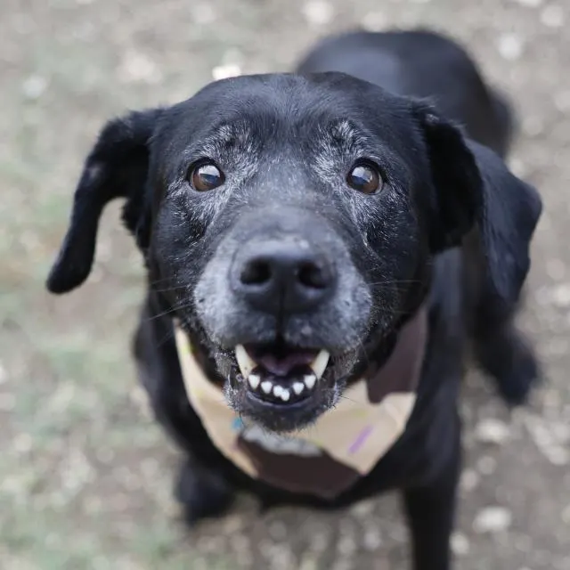 Maya