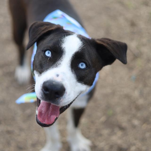 Gus