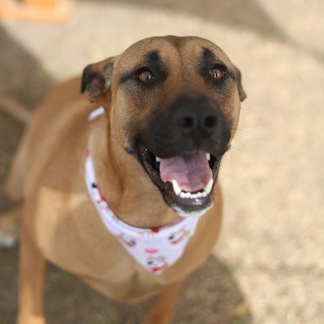 Lulu