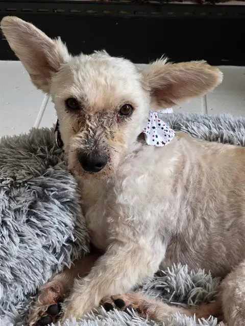 Milo
