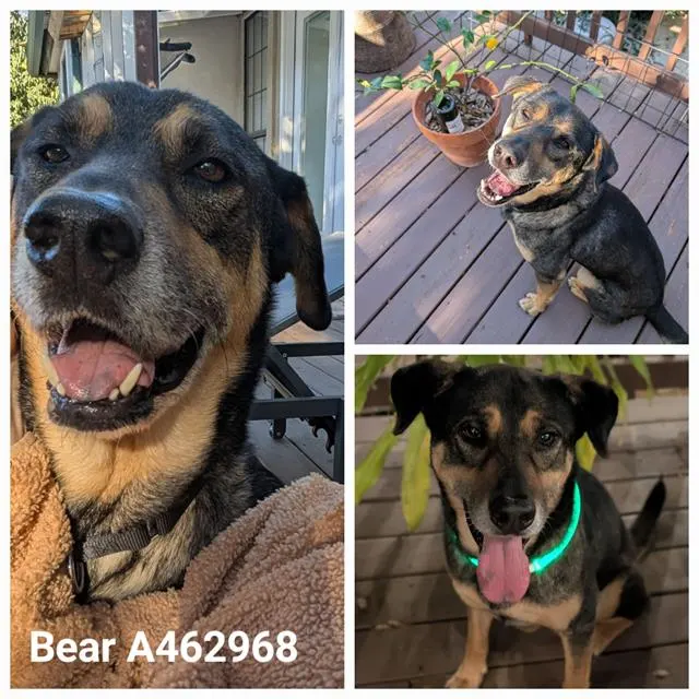 Bear
