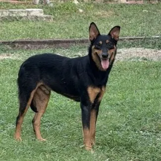 Ranger