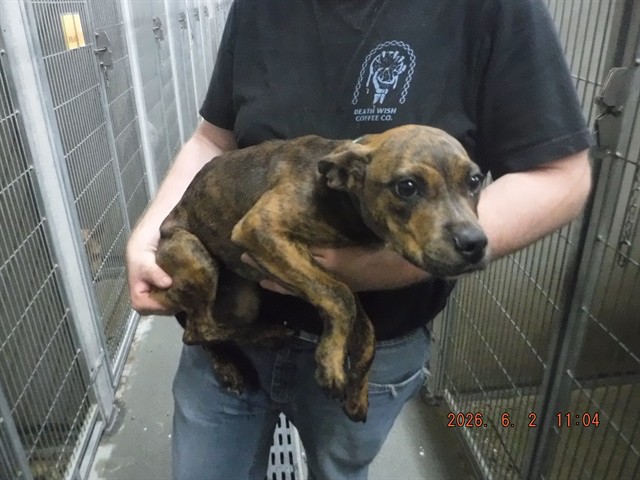 Adoptable Dog