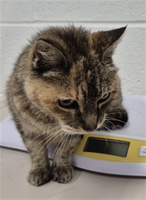 Adoptable Cat