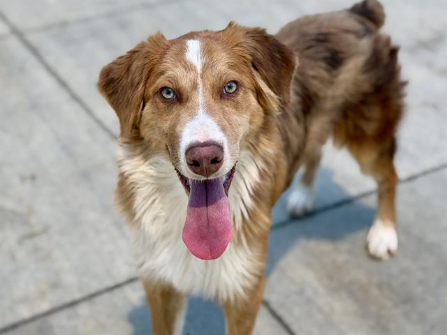 Adoptable Dog