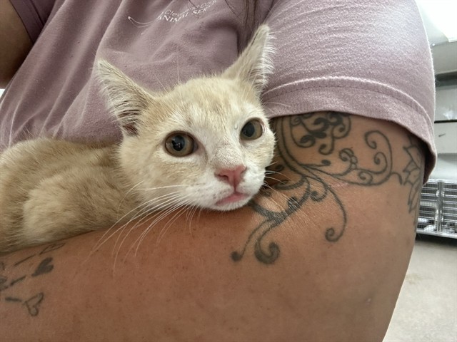 Adoptable Cat