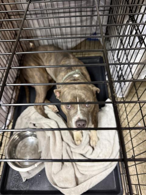 Adoptable Dog