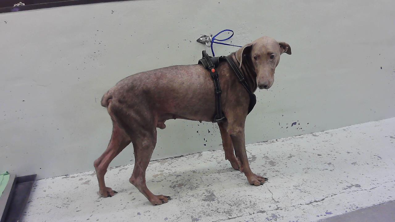 Adoptable Dog