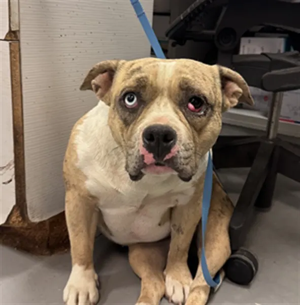 Adoptable Dog