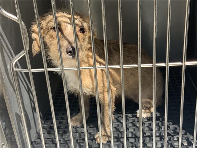 Adoptable Dog