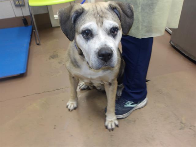 Adoptable Dog