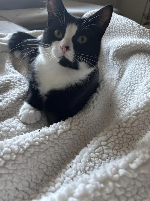 Pip