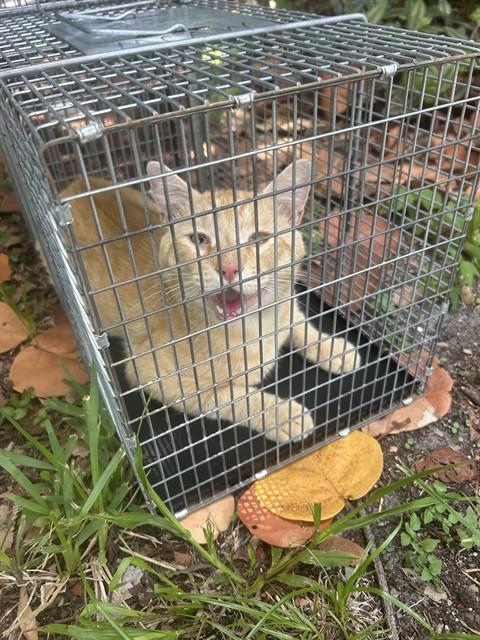 Adoptable Cat