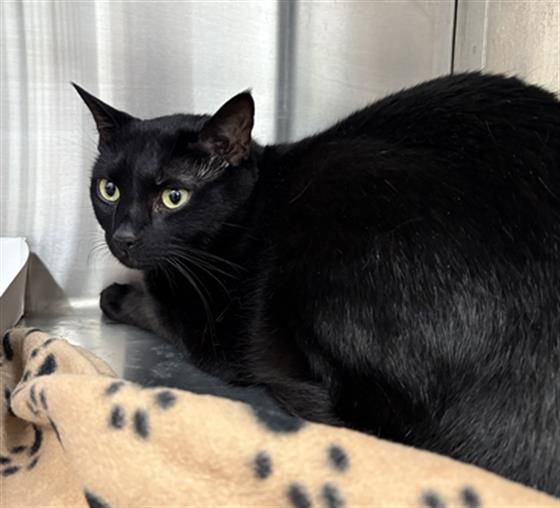 Jiji