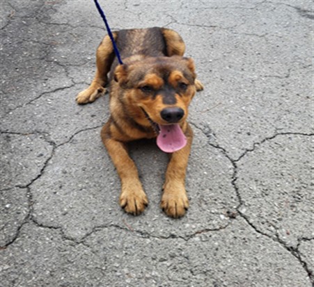Adoptable Dog