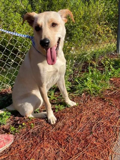 Adoptable Dog