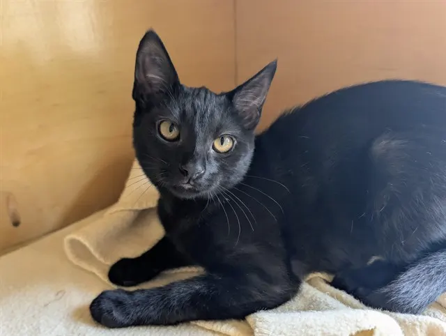 Elphaba