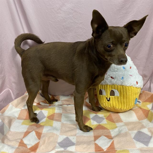 Adoptable Dog